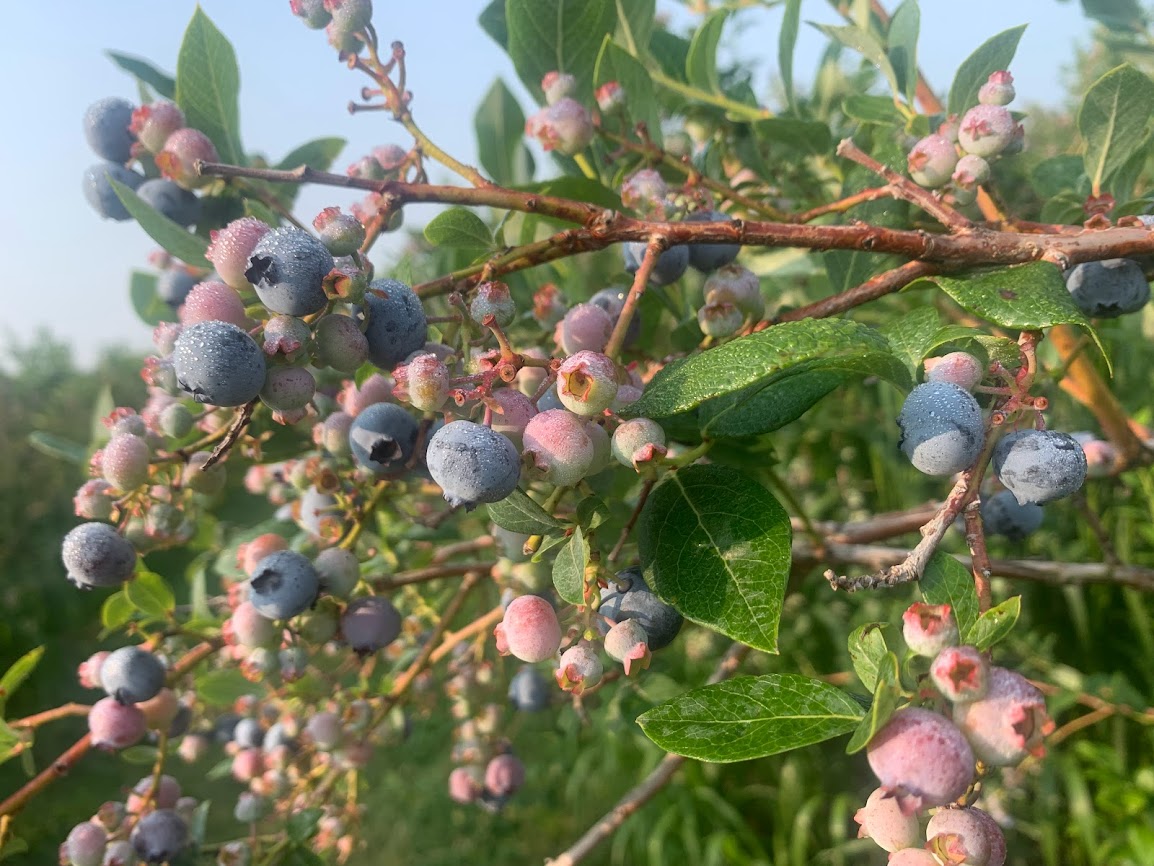 Blueberries in bloom on a bush.